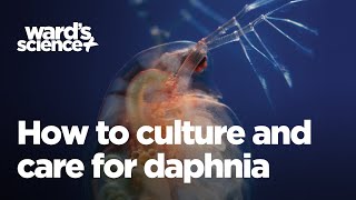 Caring and Culturing for Daphnia [upl. by Merriman]