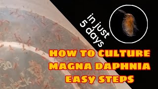 How to Culture Magna Daphnia Easily [upl. by Doowrehs]