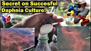 How to Culture Daphnia Successfully [upl. by Vashtia335]