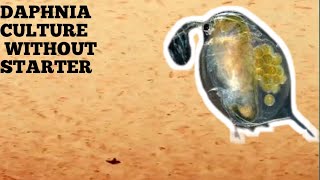 HOW TO CULTURE DAPHNIA NATURALLY WITHOUT A STARTER [upl. by Arinay109]