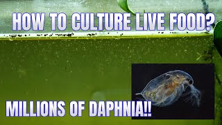 How to Culture Daphnia Secret Method to Breed MILLIONS  Simply Aquatic [upl. by Akemed469]