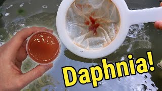 How I Culture Daphnia In Outdoor Tubs [upl. by Groveman]