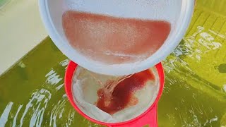 How to culture daphnia  Daphnia culture  How to grow daphnia outdoor [upl. by Spiro]