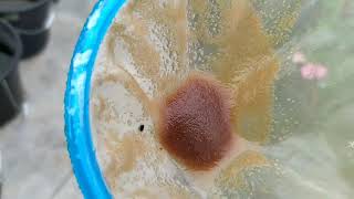 How to culture daphnia moina in a small container Part 1 English Subtitle [upl. by Lafleur79]