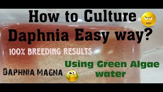 Daphnia MagnaHow to Culture Daphnia Easy wayCulturing Daphnia using Green water Daphnia [upl. by Namrak26]