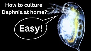 BEST Live Fish Food Beginner guide How to Culture Daphnia at home [upl. by Attecnoc]