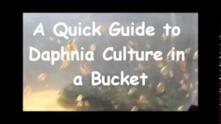 How to culture daphnia outside [upl. by Elsilrac90]