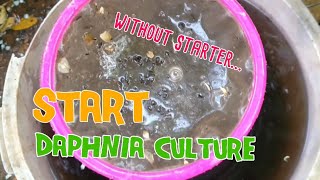 How to culture daphnia moina the easy way 1  Starting the Daphnia culture [upl. by Ramso]