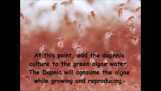 Daphnia  How to grow daphnia in your home [upl. by Oniuqa]