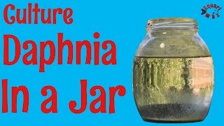 How to Culture Daphnia in a Jar [upl. by Markowitz]