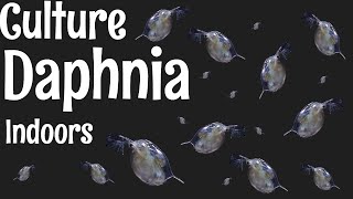 How to Culture Daphnia [upl. by Gaither]