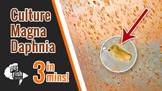 How to culture DAPHNIA MAGNA  The easy way [upl. by Keldah]