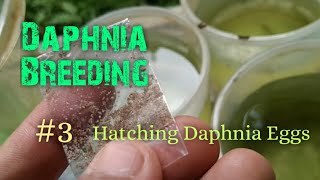 Daphnia Culture made simple and easy 3  Hatching Daphnia eggs [upl. by Ajnin]