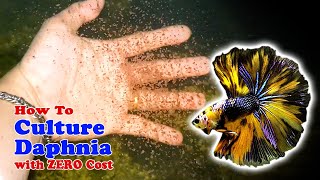 How to Culture Daphnia with ZERO Cost  Unlimited Live Food For Our Fish [upl. by Antonius970]