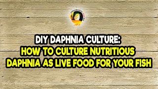 DIY Daphnia Culture How to Culture Nutritious Daphnia as Live Food for Your Fish [upl. by Mw]