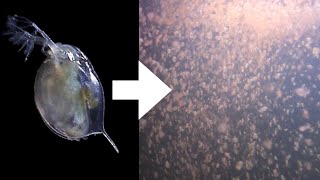 How I Culture Daphnia [upl. by Faulkner477]