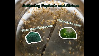 How To Culture Daphnia and Moinas using Green Water Spirulina powder [upl. by Norel]