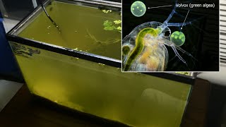 Raising Daphnia for the Freshwater Aquarium [upl. by Miarhpe895]