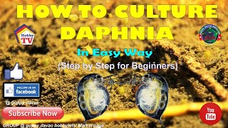 HOW TO CULTURE DAPHNIA In Easy Way [upl. by Guenzi230]